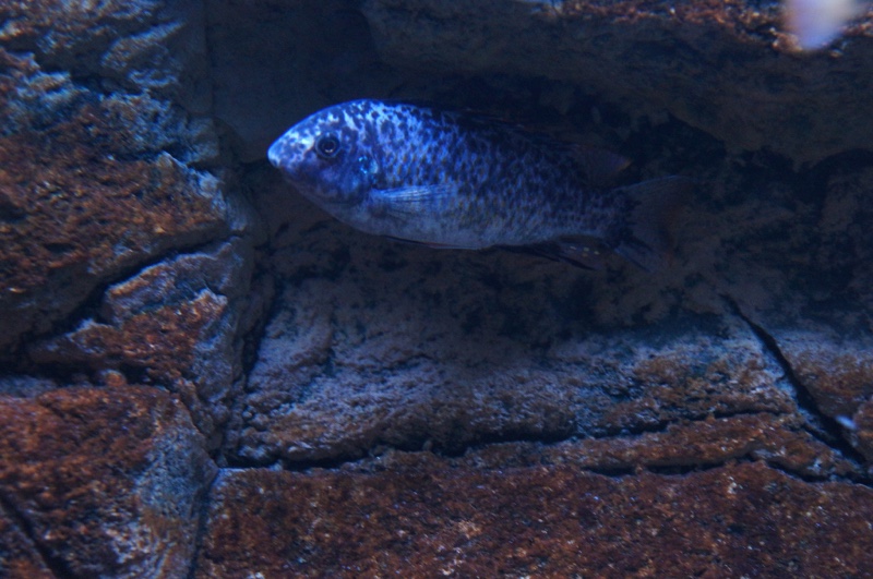 Labeotropheus fuelleborni 'Thumbi West Island'